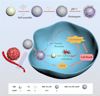 Graphical abstract: Complex of nanocarriers based on the metal polyphenol network: multi-modal synergistic inhibition of tumor cell proliferation by inducing ferroptosis and photodynamic effect