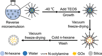 Graphical abstract: Freezing-assisted reverse microemulsion synthesis of hollow mesoporous silica encapsulated glucose oxidase