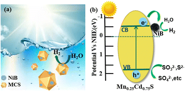 Graphical abstract: Modification of the surface of Mn0.25Cd0.75S polyhedra with NiB: reducing the surface work function and promoting electron migration for enhanced photocatalytic hydrogen production