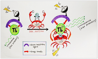 Graphical abstract: A luminescent terbium(iii) probe as an efficient ‘Turn-ON’ sensor for dipicolinic acid, a Bacillus Anthracis biomarker