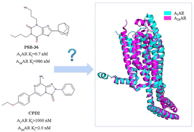 Graphical abstract: In silico investigation of the selectivity mechanism of A1AR and A2AAR antagonism