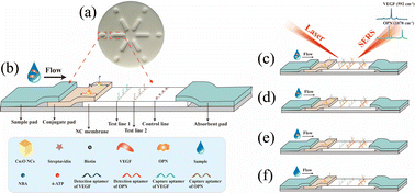 Graphical abstract: An aptamer-based SERS–LFA biosensor with multiple channels for the ultrasensitive simultaneous detection of serum VEGF and osteopontin in cervical cancer patients