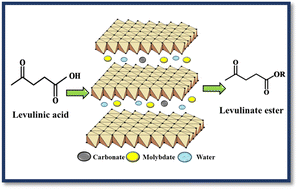 Graphical abstract: Esterification of biomass-derived levulinic acid using molybdate-intercalated hydrotalcite materials