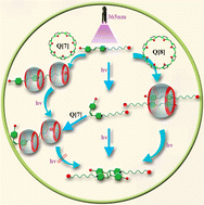 Graphical abstract: Supramolecular structural control: photochemical reactions between styrylpyridine derivative and cucurbit[7,8]urils