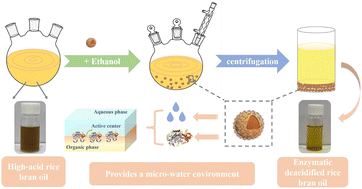 Graphical abstract: Synthesis of lipase-hydrogel microspheres and their application in deacidification of high-acid rice bran oil