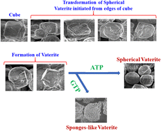 Graphical abstract: Synthesis and transformation of calcium carbonate polymorphs with chiral purine nucleotides