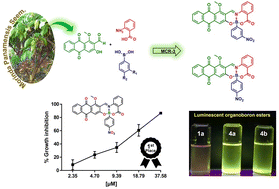 Graphical abstract: New luminescent organoboron esters based on damnacanthal: one-pot multicomponent synthesis, optical behavior, cytotoxicity, and selectivity studies against MDA-MBA-231 breast cancer cells