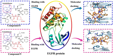 Graphical abstract: Photo-induced synthesis and antitumor activity of marine zygosporamide analogs containing the isoindolinone fragment