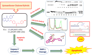 Graphical abstract: Design and synthesis of novel quinazolinone–chalcone hybrids as potential apoptotic candidates targeting caspase-3 and PARP-1: in vitro, molecular docking, and SAR studies