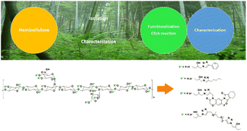 Graphical abstract: Eco-friendly and efficient modification of native hemicelluloses via click reactions