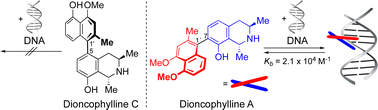 Graphical abstract: Towards an understanding of the biological activity of naphthylisoquinoline alkaloids: DNA-binding properties of dioncophyllines A, B, and C