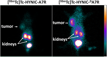 Graphical abstract: Preparation and bioevaluation of [99mTc]Tc-labeled A7R and DA7R for SPECT imaging of triple-negative breast cancer