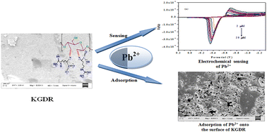 Graphical abstract: An electrochemical sensor–adsorbent for lead (Pb2+) ions in an aqueous environment based on Katiragum–Arginine Schiff base