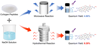 Graphical abstract: Comparison of carbon dots prepared from collagen peptides using conventional hydrothermal and microwave methods