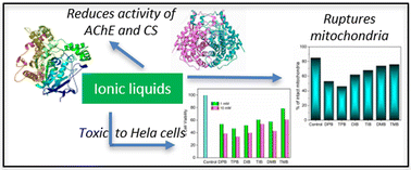 Graphical abstract: Therapeutic opportunities of surface-active ionic liquids: a case study on acetylcholinesterase, citrate synthase and HeLa cell lines