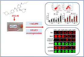 Graphical abstract: A new amide alkaloid induces the apoptosis of human melanoma A375 cells via inhibition of the STAT3 signaling pathway