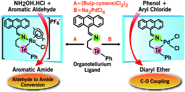 Graphical abstract: Metal-metalloid bond containing complexes of the bulky organotellurium ligand: applications in catalysis of C–O coupling and aldehyde to amide transformation reactions