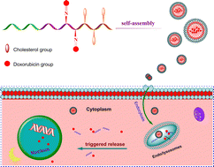 Graphical abstract: Self-assembly behavior and sustained drug release properties of amphiphilic poly(amino acid)s