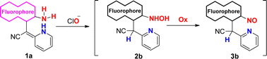 Graphical abstract: Rational design of an ortho-vinylhydropyridine-assisted amino-fluorophore as a hypochlorite fluorescent probe