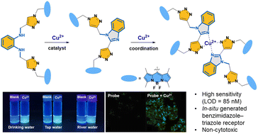 Graphical abstract: A turn-on bis-BODIPY chemosensor for copper recognition based on the in situ generation of a benzimidazole–triazole receptor and its applications in bioimaging