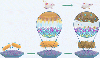 Graphical abstract: Mechano-bactericidal interactions of nanoclay-bacteria for inhibiting inflammatory response to enhance wound healing