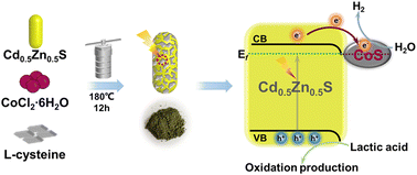 Graphical abstract: Construction of CoS/Cd0.5Zn0.5S ohmic heterojunctions for improving photocatalytic hydrogen production activity