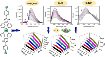 Graphical abstract: Design and development of imidazo[4,5-f] [1,10] phenanthroline-Zn(ii) based fluorescent probes for specific recognition of ATP with tunable optical responses and probing the enzymatic hydrolysis of ATP by alkaline phosphatase