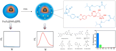 Graphical abstract: Rapid and highly selective detection of chlorogenic acid in fruit samples by Fe3O4@SiO2@PIL with boron affinity via a fluorescence enhanced strategy