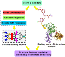 Graphical abstract: Quantitative structural assessments of potential meprin β inhibitors by non-linear QSAR approaches and validation by binding mode of interaction analysis