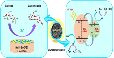 Graphical abstract: Development of MoS2-ZnO heterostructures: an efficient bifunctional catalyst for the detection of glucose and degradation of toxic organic dyes