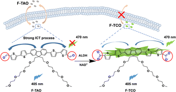 Graphical abstract: A fluorene–thiophene oligomer turn-on fluorescence probe with high-fold fluorescence enhancement for acetaldehyde dehydrogenase detection in cells