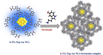 Graphical abstract: The influence of surface ligand chemistry for the synthesis of blue fluorescent gold nanoclusters for the detection of serotonin in biofluids