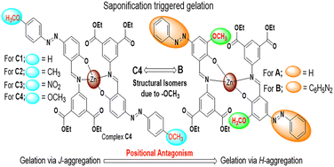 Graphical abstract: Acquiring preferred mode of aggregation through positional antagonism for saponification triggered gelation