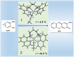 Graphical abstract: Structure–function correlation of mononuclear nonheme copper(ii) compounds based on a ligand backbone effect and phenoxazinone synthase activity