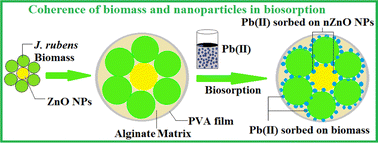 Graphical abstract: An innovative hybrid biosorbent composed of nano ZnO and marine macro algae Jania rubens embedded in an alginate/PVA matrix: insights into Pb2+ removal in water
