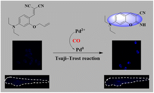 Graphical abstract: A novel highly sensitive fluorescent probe for imaging endogenous CO