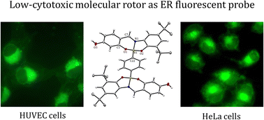 Graphical abstract: Rotors of BOSCHIBAs as endoplasmic reticulum fluorescent probes in HeLa and human umbilical vein endothelial cells