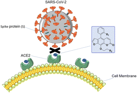 Graphical abstract: Biphenyl furanocoumarin compounds inhibit SARS-CoV-2 spike pseudovirus infection by binding ACE2