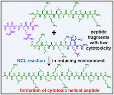 Graphical abstract: Induced cytotoxicity of peptides with crypto-thioester through native chemical ligation