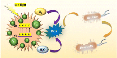 Graphical abstract: Improved photocatalytic and sterilization performance of Cu doped sea urchin-like WO3−x