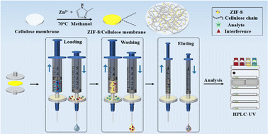 Graphical abstract: Hierarchically porous zeolitic imidazole framework-8/cellulose membrane installed in filter as sorbent for microextraction in packed syringe towards trace tetracyclines in water samples