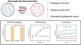 Graphical abstract: Ethanol stimuli-responsive toughening PNIPAM/PVA self-healing hydrogel thermal actuator