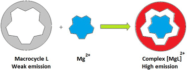 Graphical abstract: A new aza-crown macrocyclic fluorescent chemosensor (N3O2 donor atoms) for magnesium ions in aqueous ethanol solution