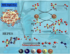 Graphical abstract: Enhanced PMS/O2 activation by self-crosslinked amine-gluteraldehyde/chitosan-Cu biocomposites for efficient degradation of HEPES as biological pollutants and selective allylic oxidation of cyclohexene