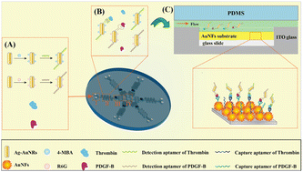 Graphical abstract: A novel LoC-SERS device integrated with aptamer recognition strategy for the highly sensitive and specific detection of thrombin and platelet-derived growth factor-B