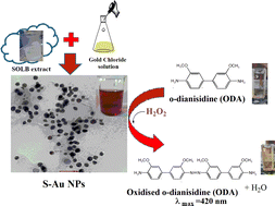 Graphical abstract: Peroxidase mimicking activity of Saccharum officinarum L. capped gold nanoparticles using o-dianisidine as a substrate