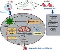 Graphical abstract: Design and synthesis of novel glycyrrhetinic acid-triazole derivatives that exert anti-plasmodial activity inducing mitochondrial-dependent apoptosis in Plasmodium falciparum