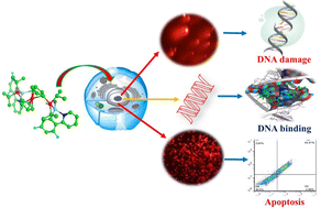 Graphical abstract: Binuclear platinum(ii) complexes bearing various bridging 1,1′-diphosphinoferrocene ligands as potential anticancer agents: synthesis and biological evaluation