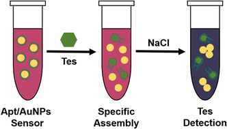 Graphical abstract: Rapid and ultra-sensitive testosterone detection via aptamer-functional gold nanoparticles