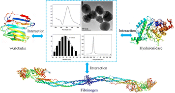 Graphical abstract: Study of the interaction mechanism of silver nanoparticles with γ-globulin, fibrinogen and hyaluronidase